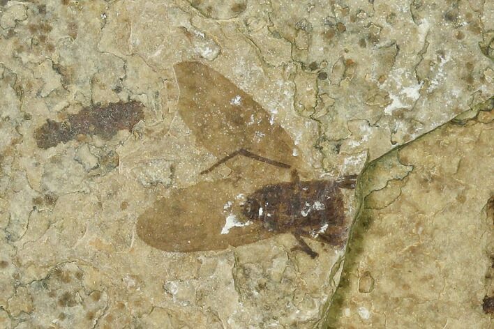 Bargain, Fossil March Fly (Plecia) - Green River Formation #135892